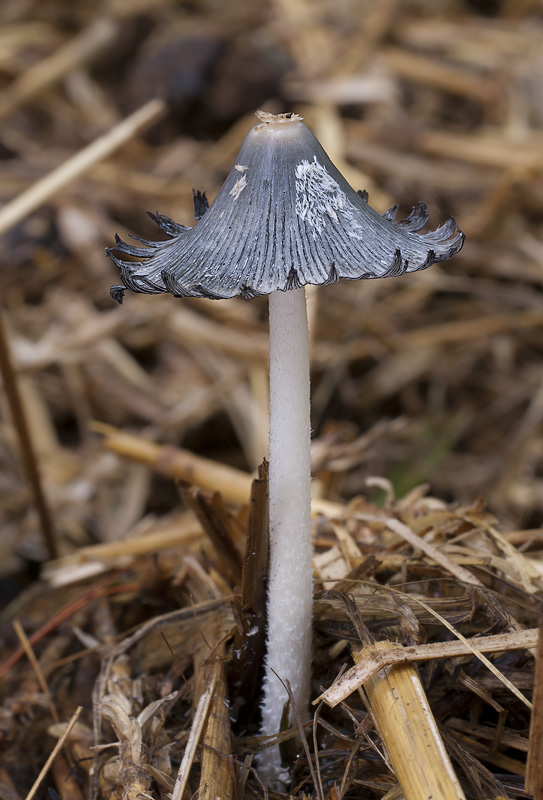 Coprinopsis macrocephala